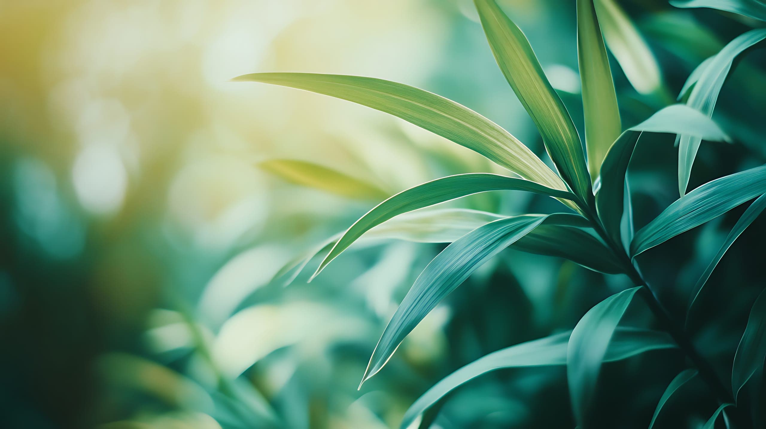 Close-up of lush green leaves in filtered sunlight